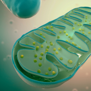 The Connection Between Mitochondria and Fatigue: Strategies to Help You Feel Better